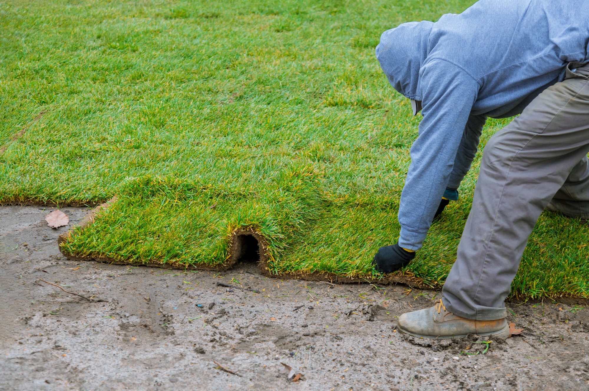 Gardener installing natural grass turf professional installer beautiful rolled sod lawn field.